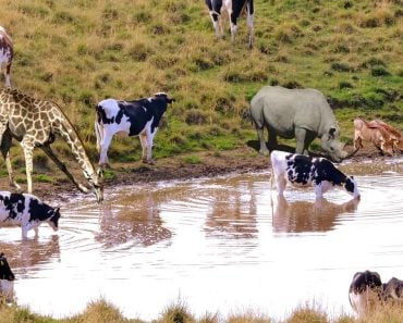 Animals drinking water from pond_