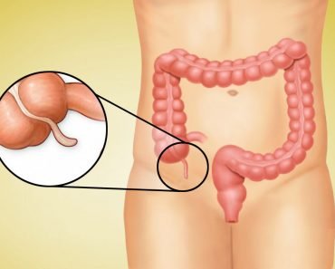 What Does The Appendix Do?