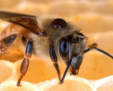 Bee close up bee knee