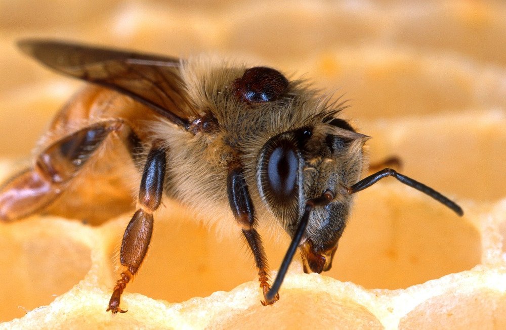 Bee close up bee knee