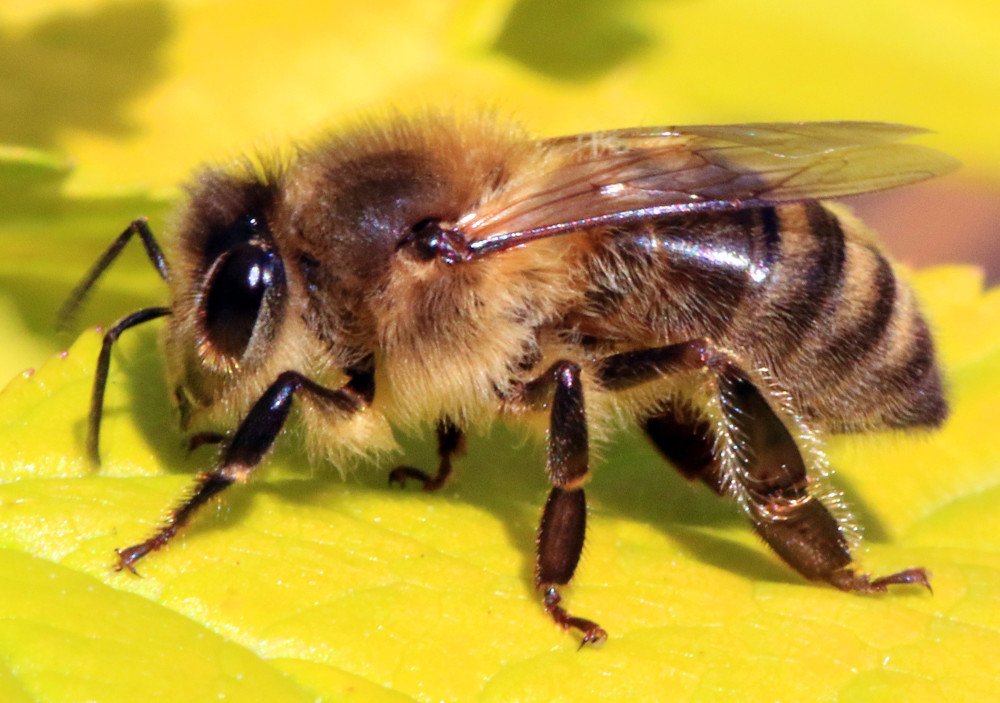 Jambes d'abeilles