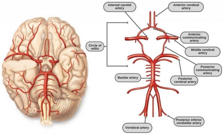 Circle Of Willis: Anatomy, Diagram And Functions » Science ABC