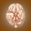 Circle Of Willis: Anatomy, Diagram And Functions