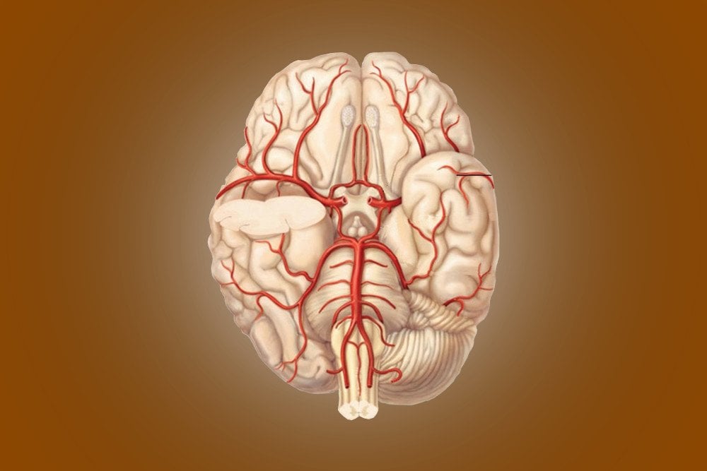 Circle Of Willis Anatomy Diagram And Functions Science Abc