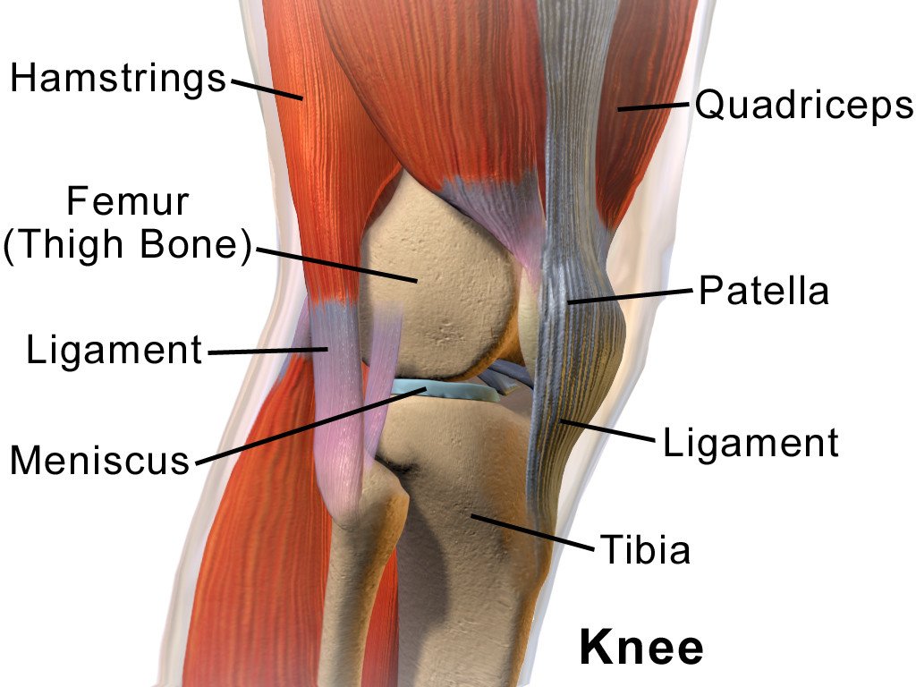 Anatomía de la rodilla lado