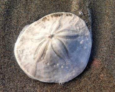 Sand dollar in beach