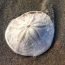 Sand dollar in beach
