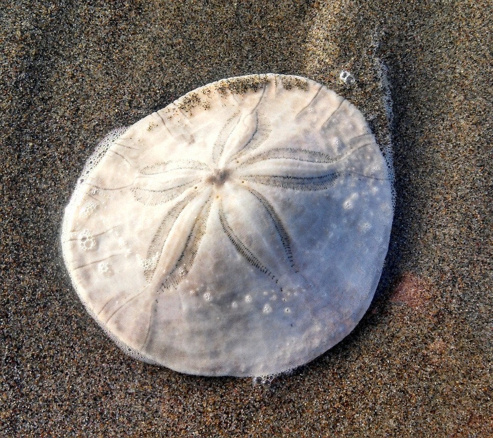 Sand dollar in beach