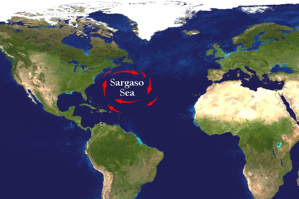 What Is The Sargasso Sea? » Science ABC