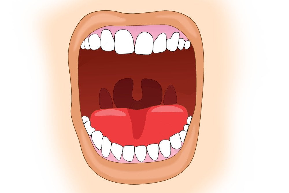 Uvula in open mouth vector