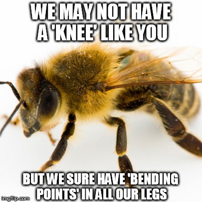 , Har bier knæ?, Science ABC, Science ABC