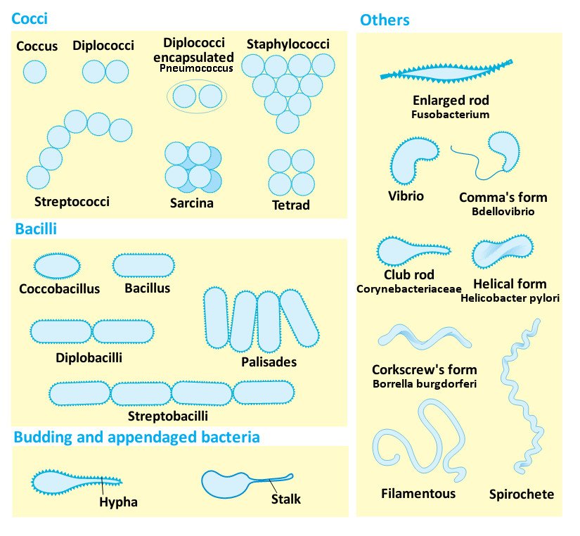 two types of bacteria shapes two types of bacteria shapes