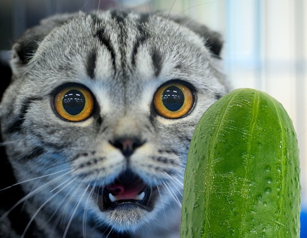 Cat-scared-of-cucumber-1.jpg