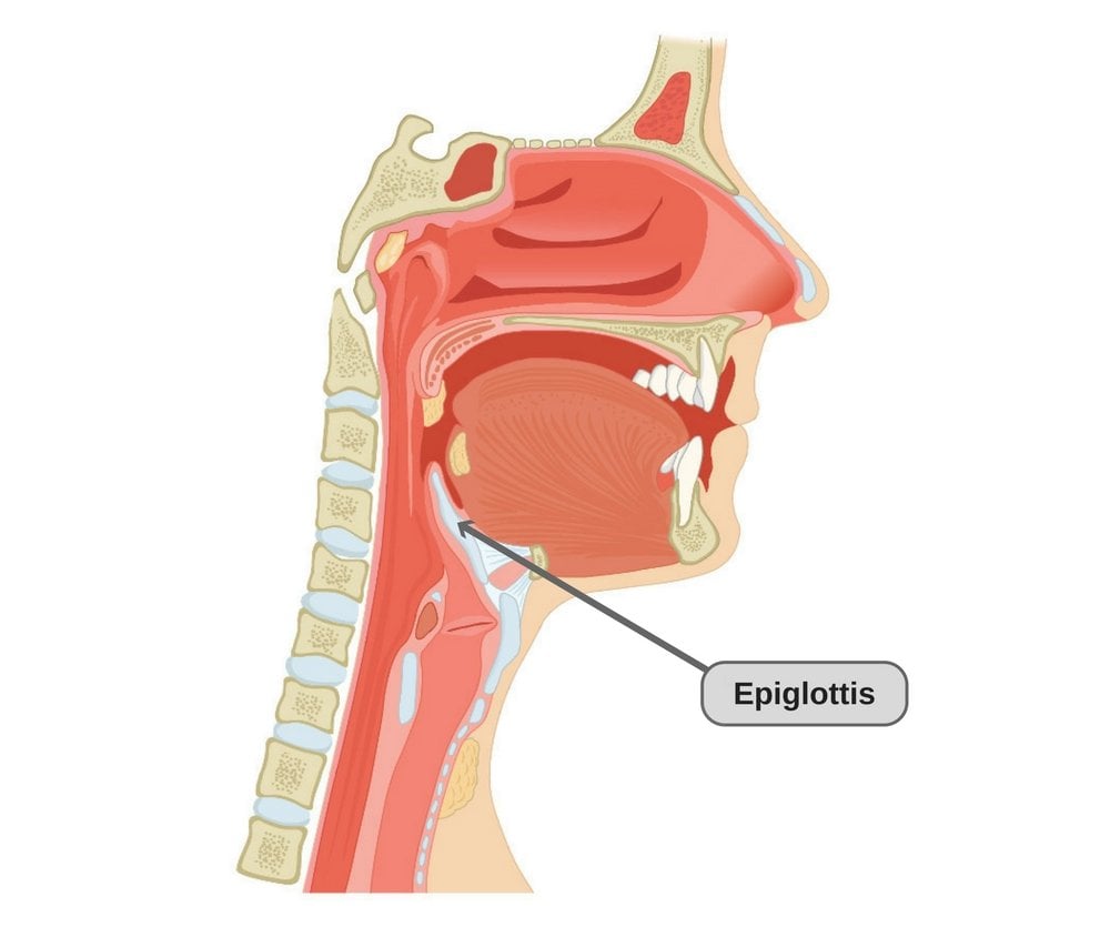 What Are Esophagus And Trachea  Why Are They Located Close