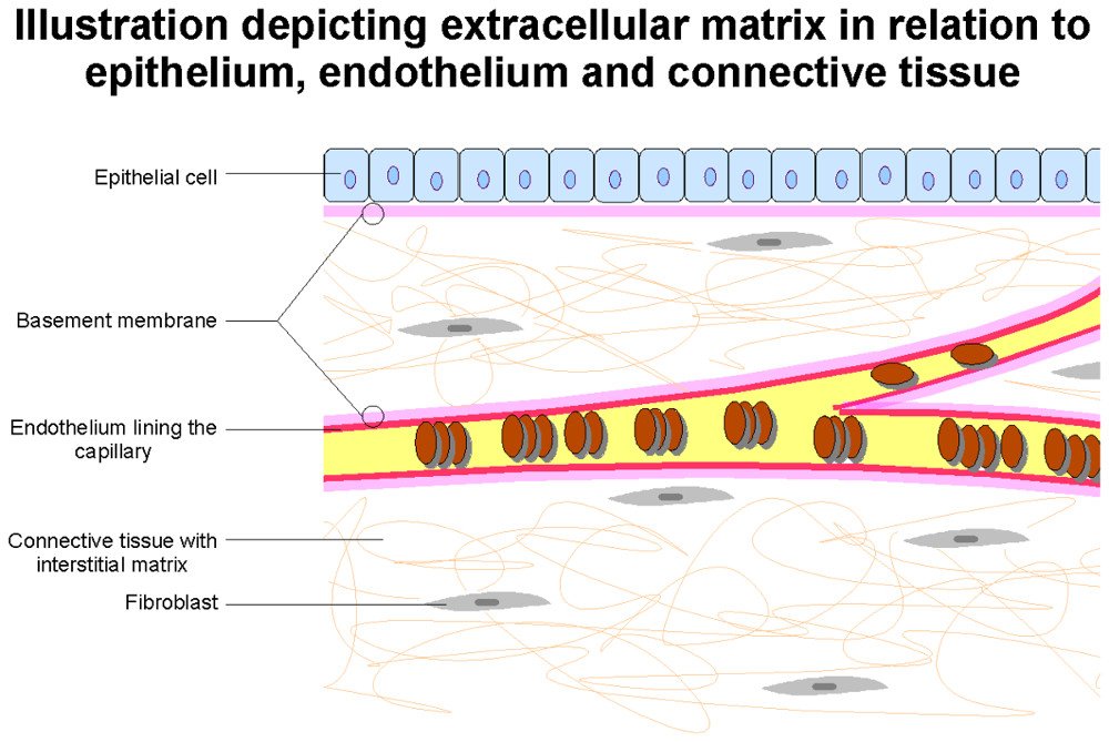 extracellular fluid consists of extracellular fluid consists of