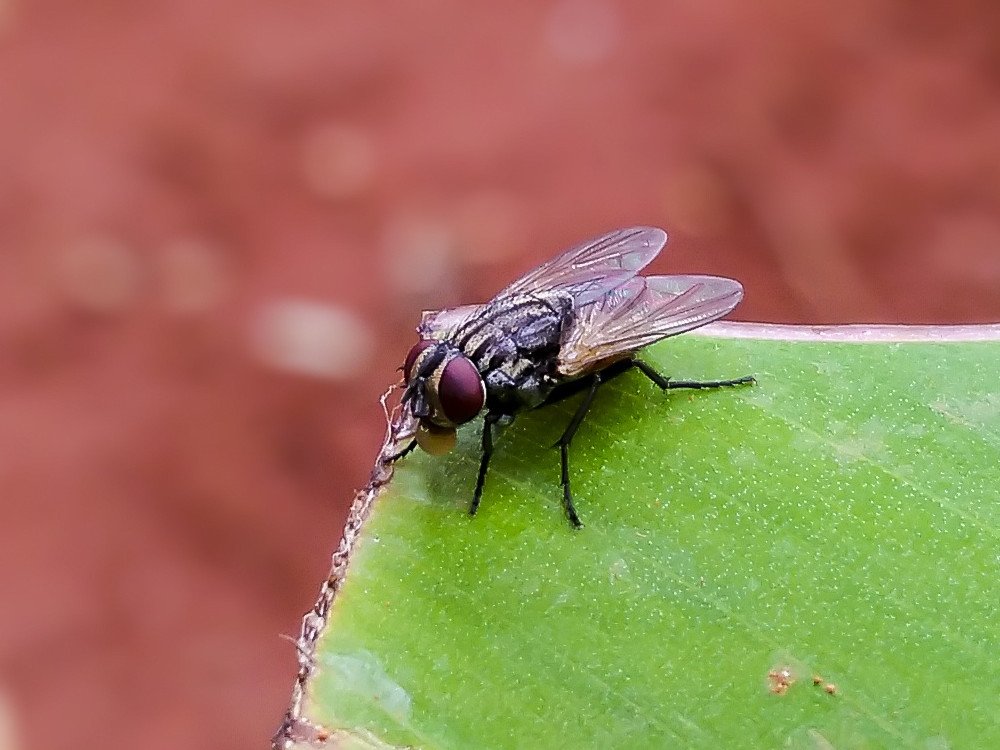 Housefly