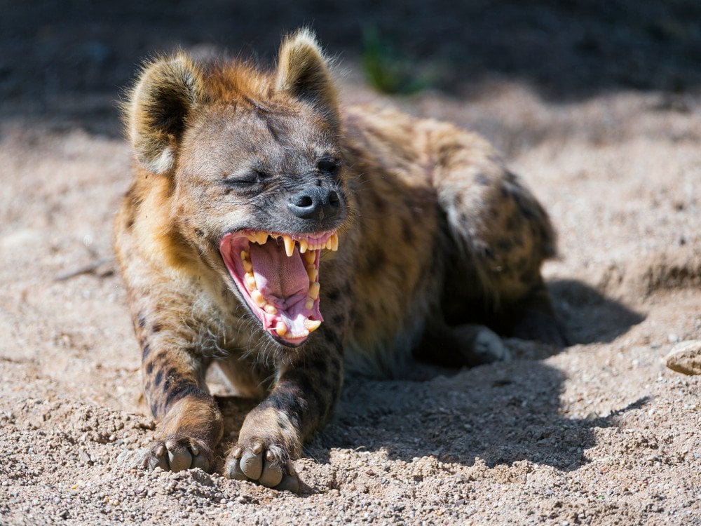 Hyena laughing