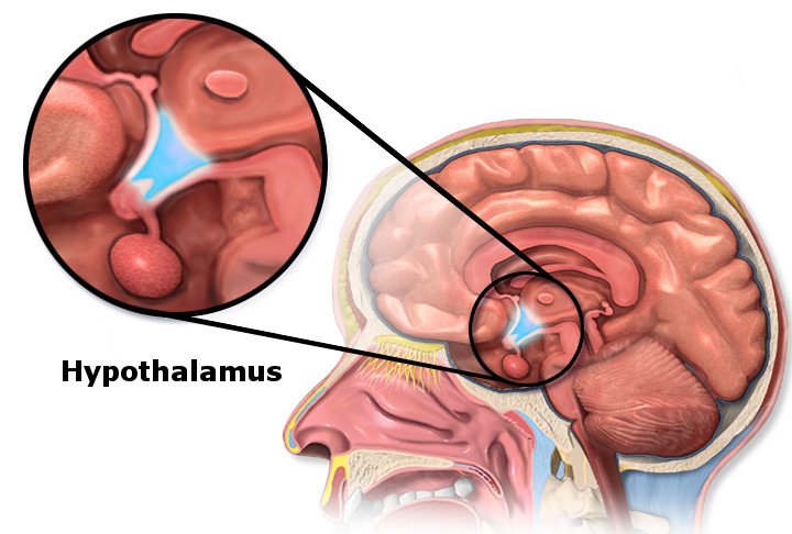 Hypothalamus no diagrama de cérebro