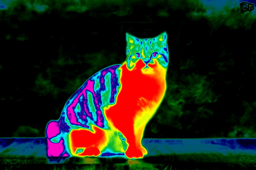 Infrared cat featured