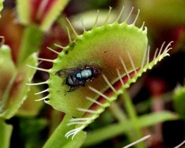 Venus fly trap plant eating fly