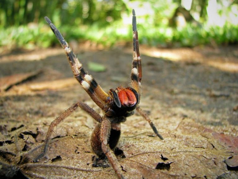 brazilian wandering spider side effects