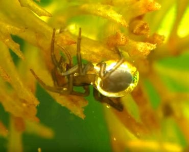 Diving bell spider