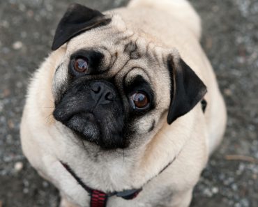 Dog watching tilt head