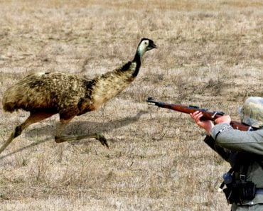 What Was The Emu War Of Australia And What Was The Outcome?