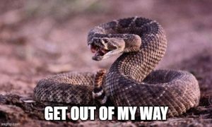 Rattlesnake Rattle: How and Why Does A Rattlesnake Produce Its Rattle?