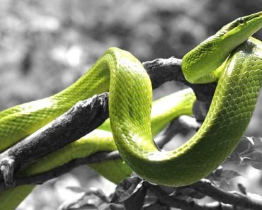 Green snake