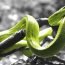 Green snake