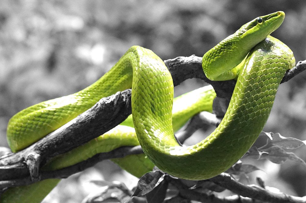 Green snake