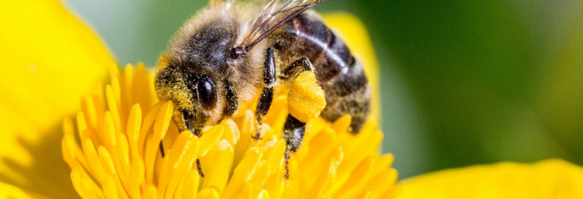 Honey bee