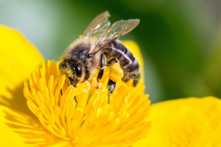 Do Bees Sleep? » ScienceABC