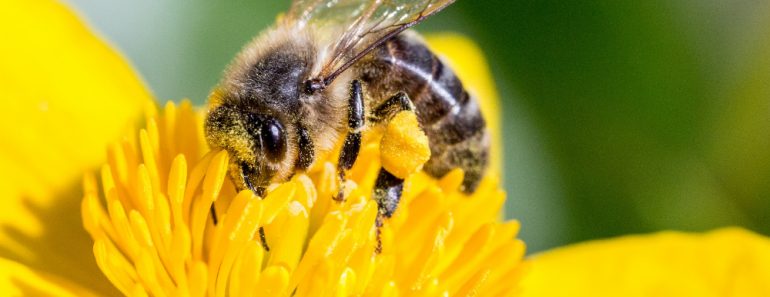 Honey bee