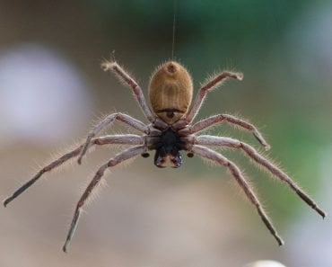 Huntsman spider