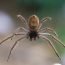 Huntsman spider