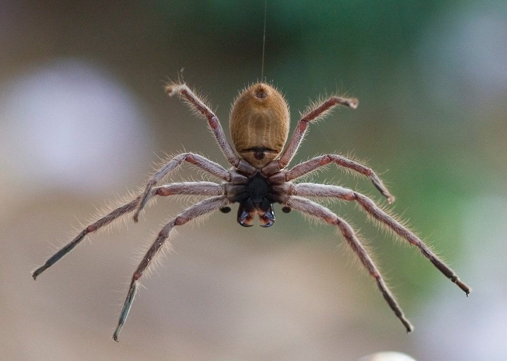 Huntsman spider