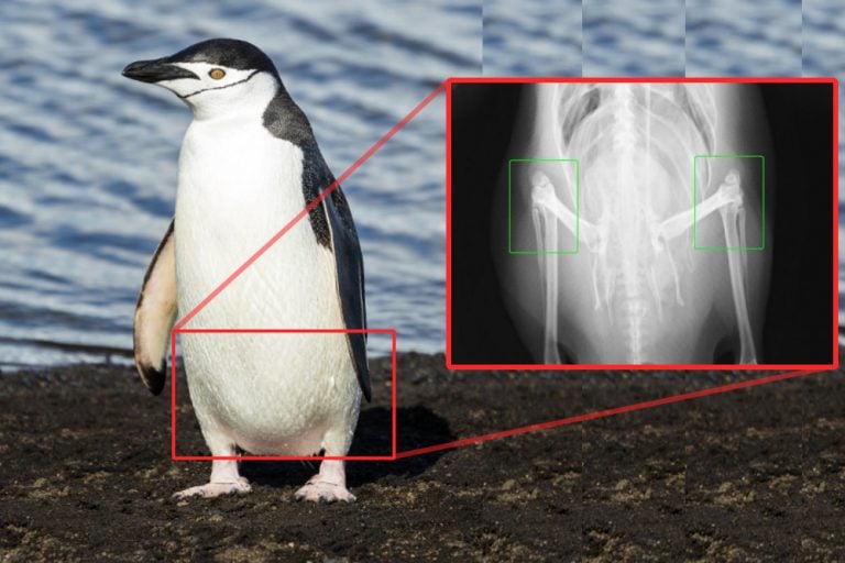 Do Penguins Have Knees? » ScienceABC