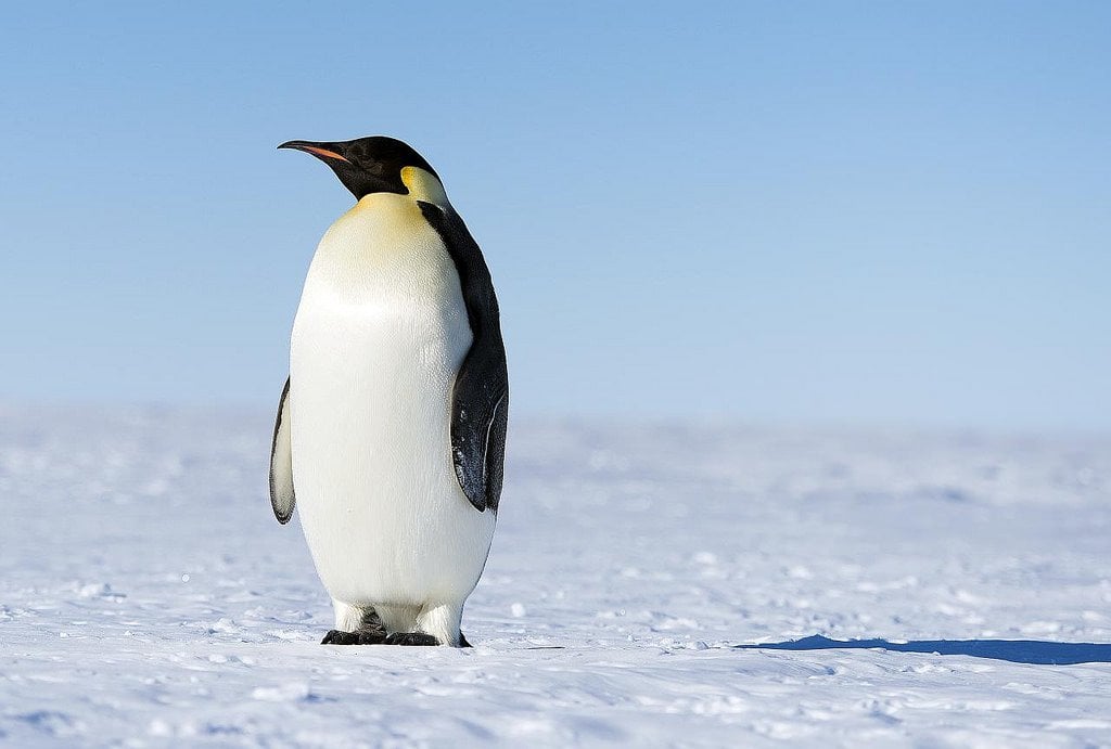 Do Penguins Have Knees? » ScienceABC