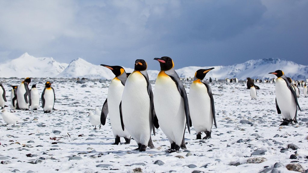 Penguins on iceland