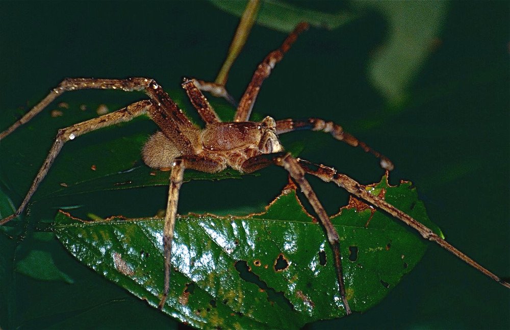 do brazilian wandering spiders attack humans