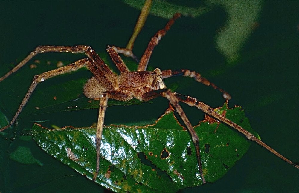 Brazilian Wandering Spider (Phoneutria): Bite, Attacks And ...