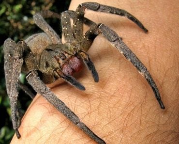 Brazilian Wandering Spider (Phoneutria): Bite, Attacks And Other Facts