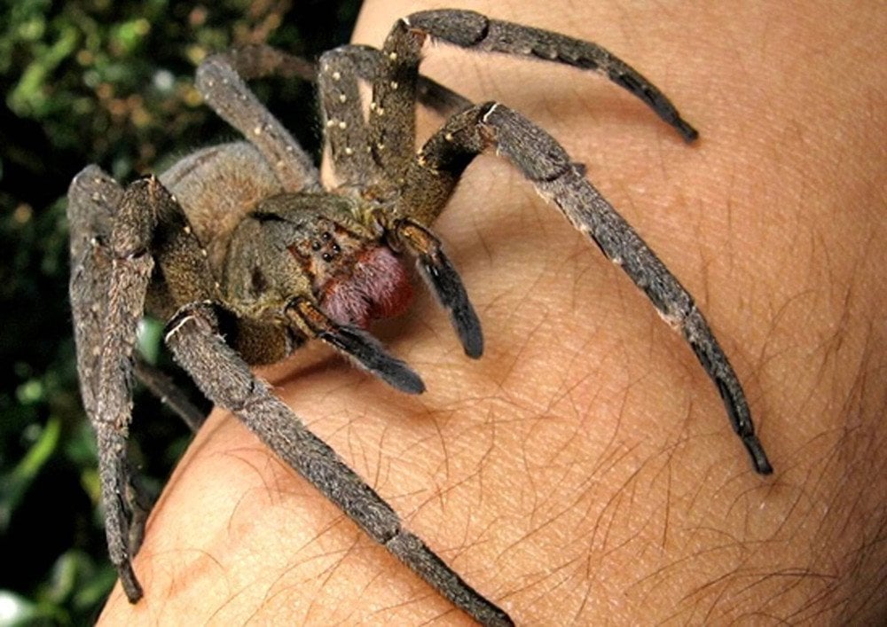Brazilian Wandering Spider (Phoneutria): Bite, Attacks And Other Facts