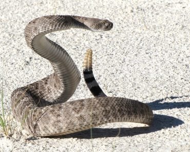 Rattlesnake rattle