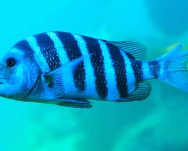 Sheephead Fish Archosargus probatocephalus