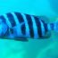 Sheephead Fish Archosargus probatocephalus