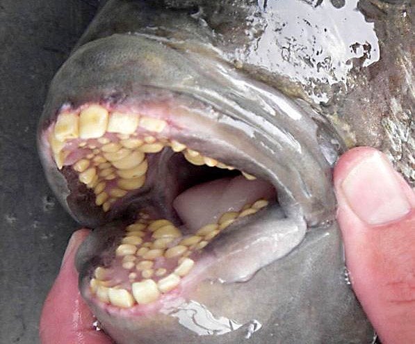 Sheephead Fish teeth