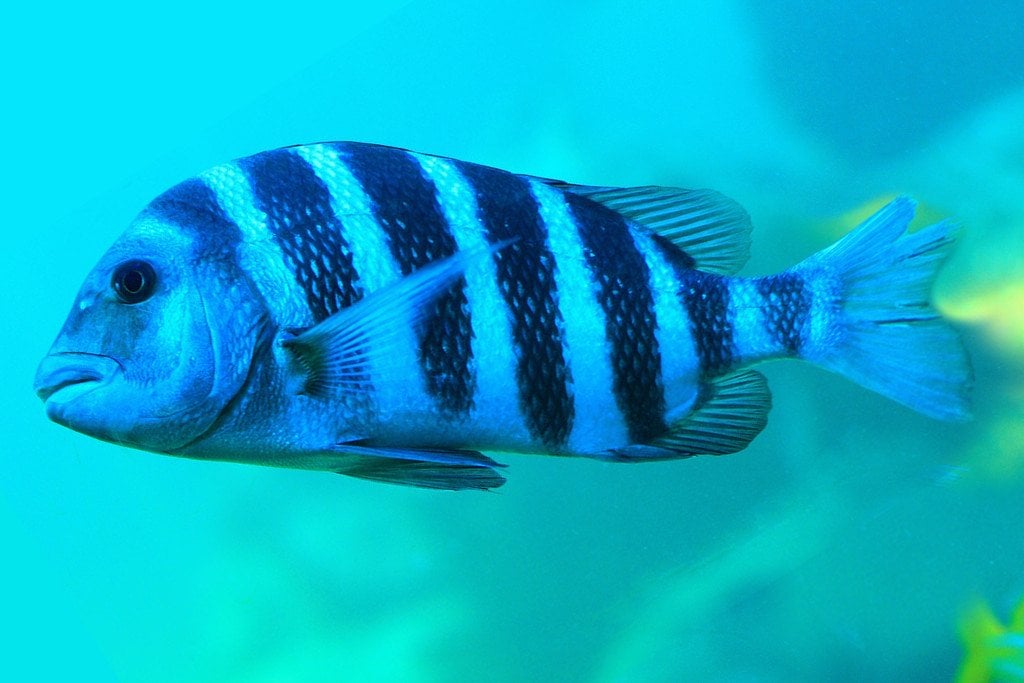 Sheephead Fish Archosargus probatocephalus